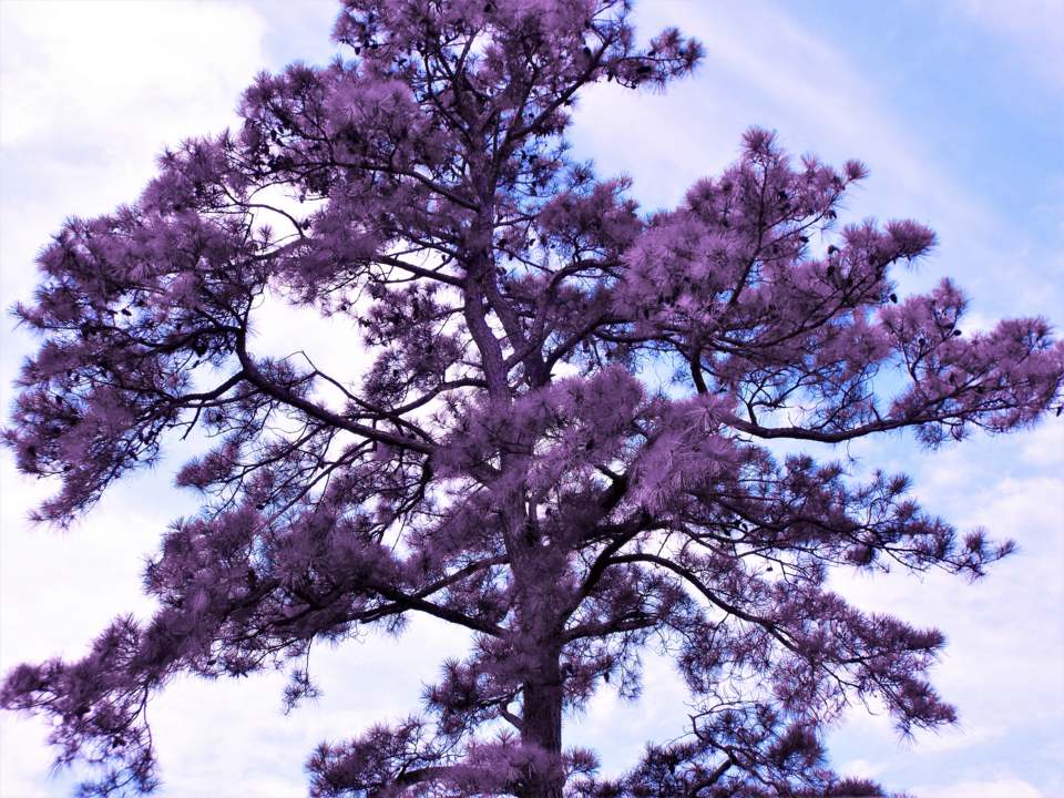 37641146_1046268145520618_4402959717467422720_n