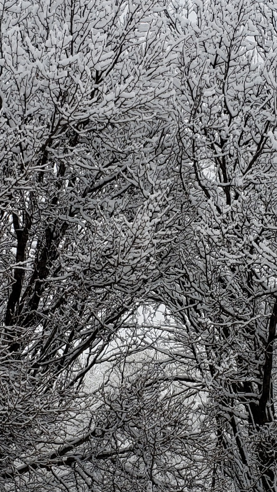 screenshot_20190112-090503_photos~2