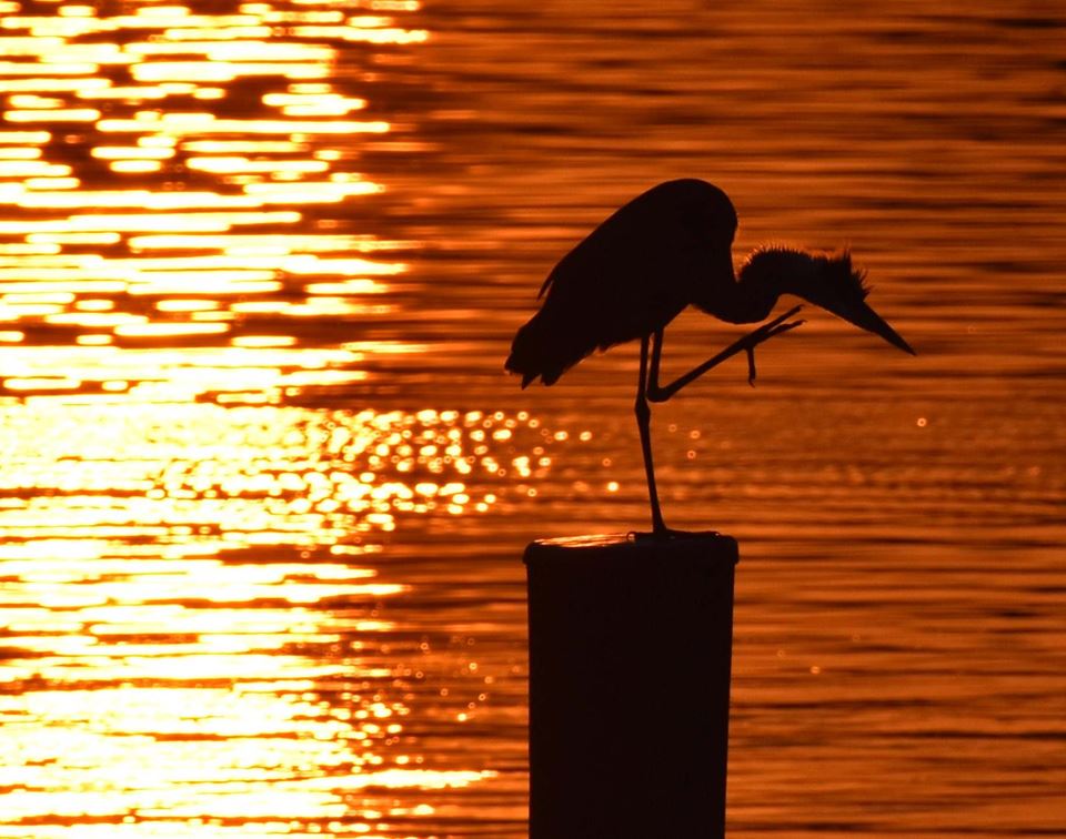 67965827_1313832388764191_3533476397647396864_n